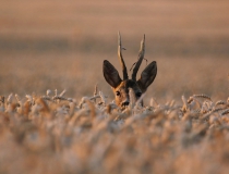 18.Zkušený matador II. (Capreolus capreolus)