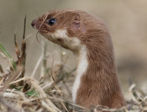 180.Lasice hranostaj (Mustela erminea L.)