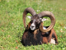 181.Muflon (Ovis musimon)