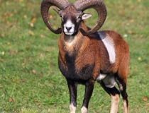 182.Muflon (Ovis musimon)