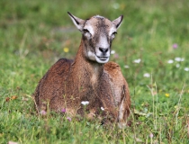 183.Muflonka (Ovis musimon)