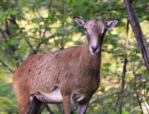 184.Muflonka (Ovis musimon)