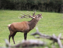 185.Troubící jelen (Cervus elaphus)