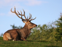 187.Jelen lesní (Cervus elaphus)