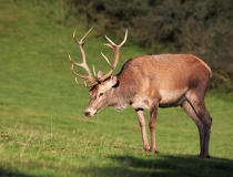 188.Jelen lesní (Cervus elaphus)