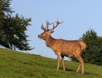 189.Jelen lesní (Cervus elaphus)