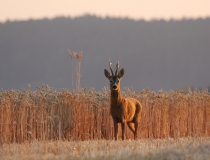 19.Zkušený matador IV. (Capreolus capreolus)