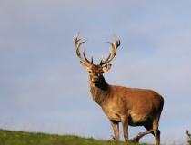 190.Jelen lesní (Cervus elaphus)