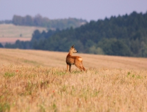 191.Ohlédnutí (Capreolus capreolus)