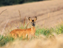 192.Srnče (Capreolus capreolus)