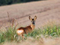 193.Srnče (Capreolus capreolus)