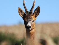 195.Statný srnec (Capreolus capreolus)