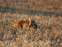 196.Srneček (Capreolus capreolus)