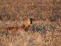 197.Srneček (Capreolus capreolus)