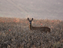 199.Srna osvětlena ranním sluncem (Capreolus capreolus)