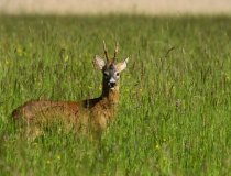 Srnec obecný (Capreolus capreolus)