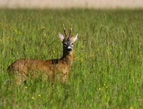 Srnec obecný (Capreolus capreolus)