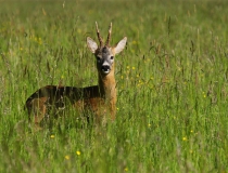 Srnec obecný (Capreolus capreolus)