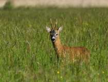 Srnec obecný (Capreolus capreolus)