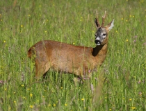 Srnec obecný (Capreolus capreolus)