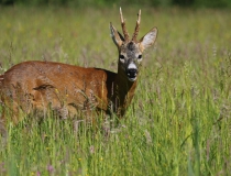 Srnec obecný (Capreolus capreolus)