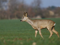 Srnčí mladík II. (Capreolus capreolus)