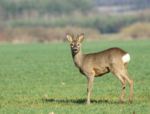Srnčí mladík I. (Capreolus capreolus)