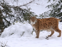 Rys ostrovid (Lynx lynx)