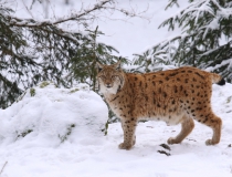 Rys ostrovid (Lynx lynx)
