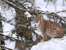 Rys ostrovid (Lynx lynx)