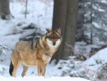 Vlk obecný (Canis lupus)
