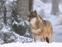 Vlk obecný (Canis lupus)