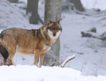 Vlk obecný (Canis lupus)