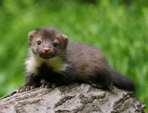 Mládě kuny skalní (Martes foina)