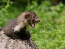 Mládě kuny skalní (Martes foina)