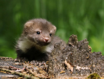 Mládě kuny skalní (Martes foina)