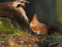 Veverka obecná (Sciurus vulgaris)