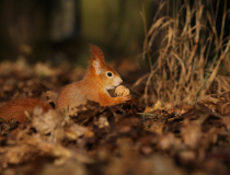 Veverka obecná (Sciurus vulgaris)