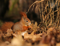 Veverka obecná (Sciurus vulgaris)