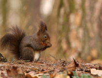 Veverka obecná (Sciurus vulgaris)
