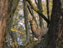 Srnec obecný (Capreolus capreolus)