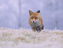 Liška obecná (Vulpes vulpes)