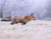 Liška obecná (Vulpes vulpes)