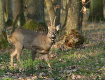 Srnec obecný (Capreolus capreolus)