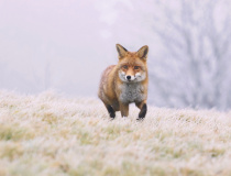 Liška obecná (Vulpes vulpes)