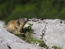 Svišť horský (Marmota marmota)
