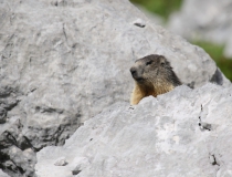 Svišť horský (Marmota marmota)