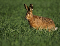 Zajíc polní (Lepus europaeus)