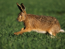 Zajíc polní (Lepus europaeus)