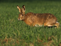 Zajíc polní (Lepus europaeus)